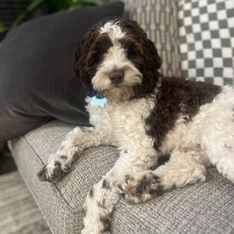 Cavapoo and Cockapoo All Grown Up from Rocky Road Puppies