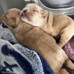 Bulldog and French Bulldog Puppies from Bulldog Chronicles