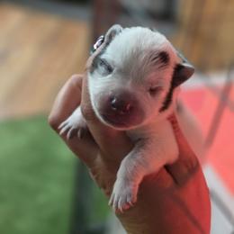 Bullet - Blue speckled male Australian Cattle Dog puppy in Red Bluff, California from 3R Ranch / Australian cattle dogs