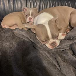 Boston Terrier Puppies from Lola’s House of Bostons & Rescue
