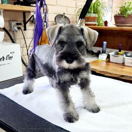Miniature Schnauzer Puppies from NM Schnauzer Minis