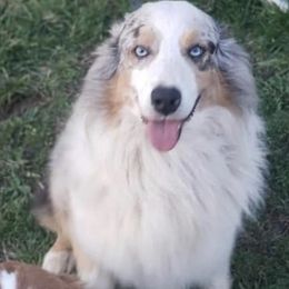 Charger - Blue merle male Australian Shepherd puppy in Welda, Kansas from McDaniel Aussies of Kansas LLC