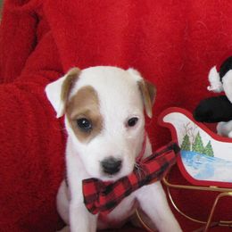 Jack Russell Terrier Puppies from Spritely Jack Russell Terriers