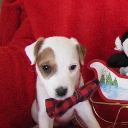 Jack Russell Terrier Puppies from Spritely Jack Russell Terriers
