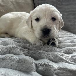 Blue - Light golden male Golden Retriever puppy in Modesto, California from Rooster Valley Golden Retrievers