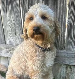 Ester - Goldendoodle