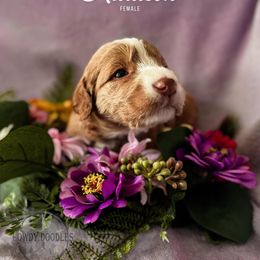 Bordoodle and Labradoodle Puppies from Howdy Doodles