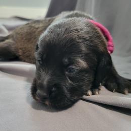 Cora - Black and white female Assorted Doodle Crosses puppy in Blackfoot, Idaho from Lucky Pup Meadows