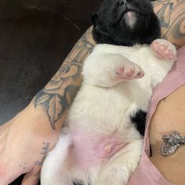 Akita Puppies from Gloe Akita's