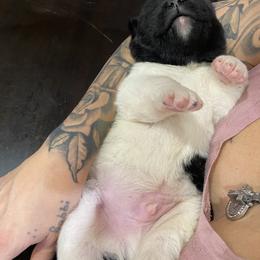 Akita Puppies from Gloe Akita's