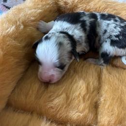 Lilac - Blue merle female Miniature Australian Shepherd puppy in Nashville, Tennessee from Little B’s Aussies