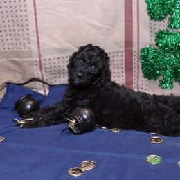 Poodle Puppies from RK'S Pets