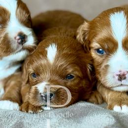 Australian Labradoodles, Bernedoodles, Cavapoos, and Poodles from The Poodle Co. Raising Doodles & Poodles