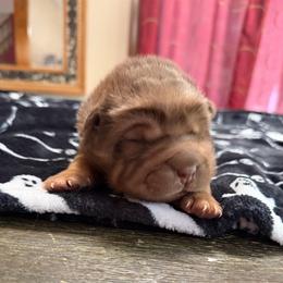 Teddy Bear Chai - Chocolate dilute male Chinese Shar-Pei puppy in Auburn, Kansas from Justin's Chinese Shar-Pei