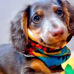 Dachshunds from Dirt Road Doxies