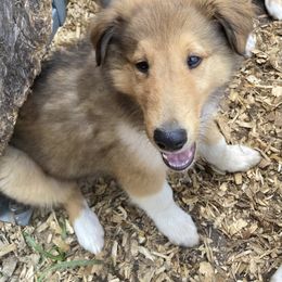 Wally - Sable and white male Collie puppy in Yulee, Florida from Three Collie Farm
