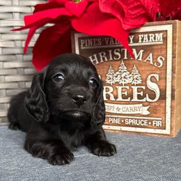 Esther - Black female Dachshund puppy in Troup, Texas from Darling Doxies