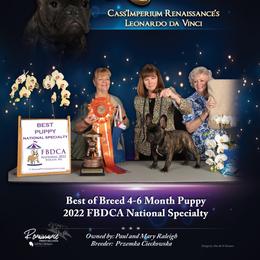 English Toy Spaniel and French Bulldog All Grown Up from Renaissance French Bulldogs and English Toy Spaniels