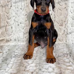 Red - Black and rust male Doberman Pinscher puppy in Louisville, Kentucky from Ruiz Dobermans