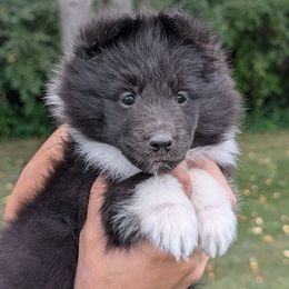 Veil - Black and white female Shetland Sheepdog puppy in La Porte City, Iowa from Kyrie Shetland Sheepdogs