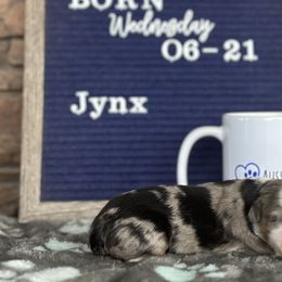 Blue Merle Female - Blue merle Toy Australian Shepherd puppy in Deridder, Louisiana from AussieSmiths