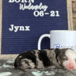 Blue Merle Female - Blue merle Toy Australian Shepherd puppy in Deridder, Louisiana from AussieSmiths
