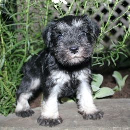 Amelia DNA Clear - Black and silver female Miniature Schnauzer puppy in Pennsylvania from Sweet Pups