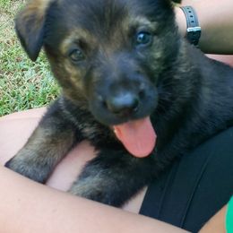 German Shepherd Puppies from Triple K Kennels