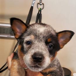 Three quarter mask - Blue speckled male Australian Cattle Dog puppy in Lenoir, North Carolina from Blue Coyote Ranch
