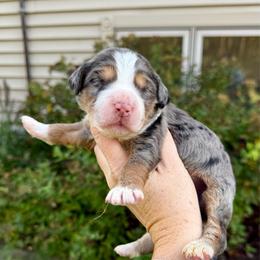 Marigold - Blue merle female Bernedoodle puppy in Midland, Michigan from Northern Charm Farm