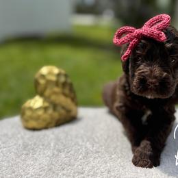 Assorted Doodle Crosses and Bernedoodle Puppies from Gentle Giants Doodle Co.