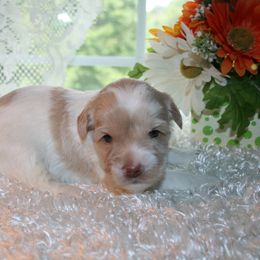 Australian Labradoodle Puppies from Windsor Creek Labradoodles