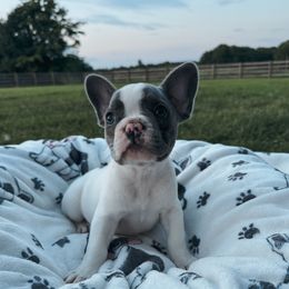 Bubbles - Blue female French Bulldog puppy in Pembroke, Kentucky from Presidential Frechies