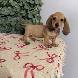 Chip - Red female Dachshund puppy in Mountain Home, Arkansas from Wood's miniature Dachshunds
