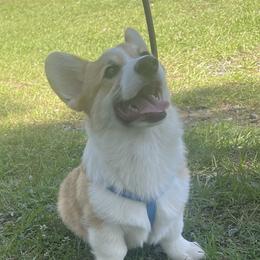 Lu - American Corgi