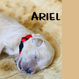 Goldendoodle Puppies from Stoney Creek Doodles