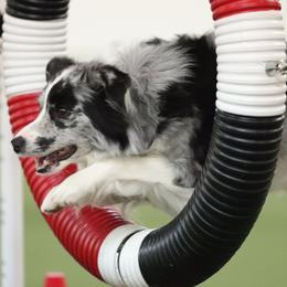 Flora - Border Collie
