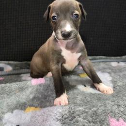 Glory - Seal female Italian Greyhound puppy in Parsons, Kansas from Feathered Cactus Farm