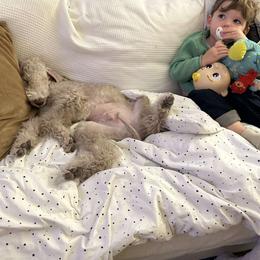 Bedlington Terrier Puppies from RYAS Bedlington Terriers Kennel