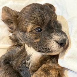 Boy 1 - Brindle male Bordoodle puppy in Churchill County Fallon, Nevada from Card Family Ranch