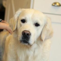 Maximus - Golden Retriever