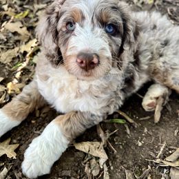 Bernedoodle and Goldendoodle Puppies from Central Texas Doodles, LLC.