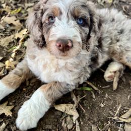 Bernedoodle and Goldendoodle Puppies from Central Texas Doodles, LLC.