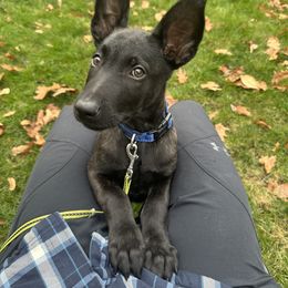 Dutch Shepherd Puppies from TecK9s