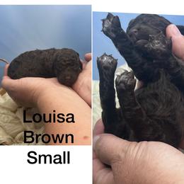 Louisa - Brown female Poodle puppy in Greenville, North Carolina from Grace Poodles