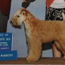 Soft Coated Wheaten Terriers from Dhowden Soft Coated Wheaten Terriers