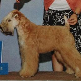 Soft Coated Wheaten Terriers from Dhowden Soft Coated Wheaten Terriers