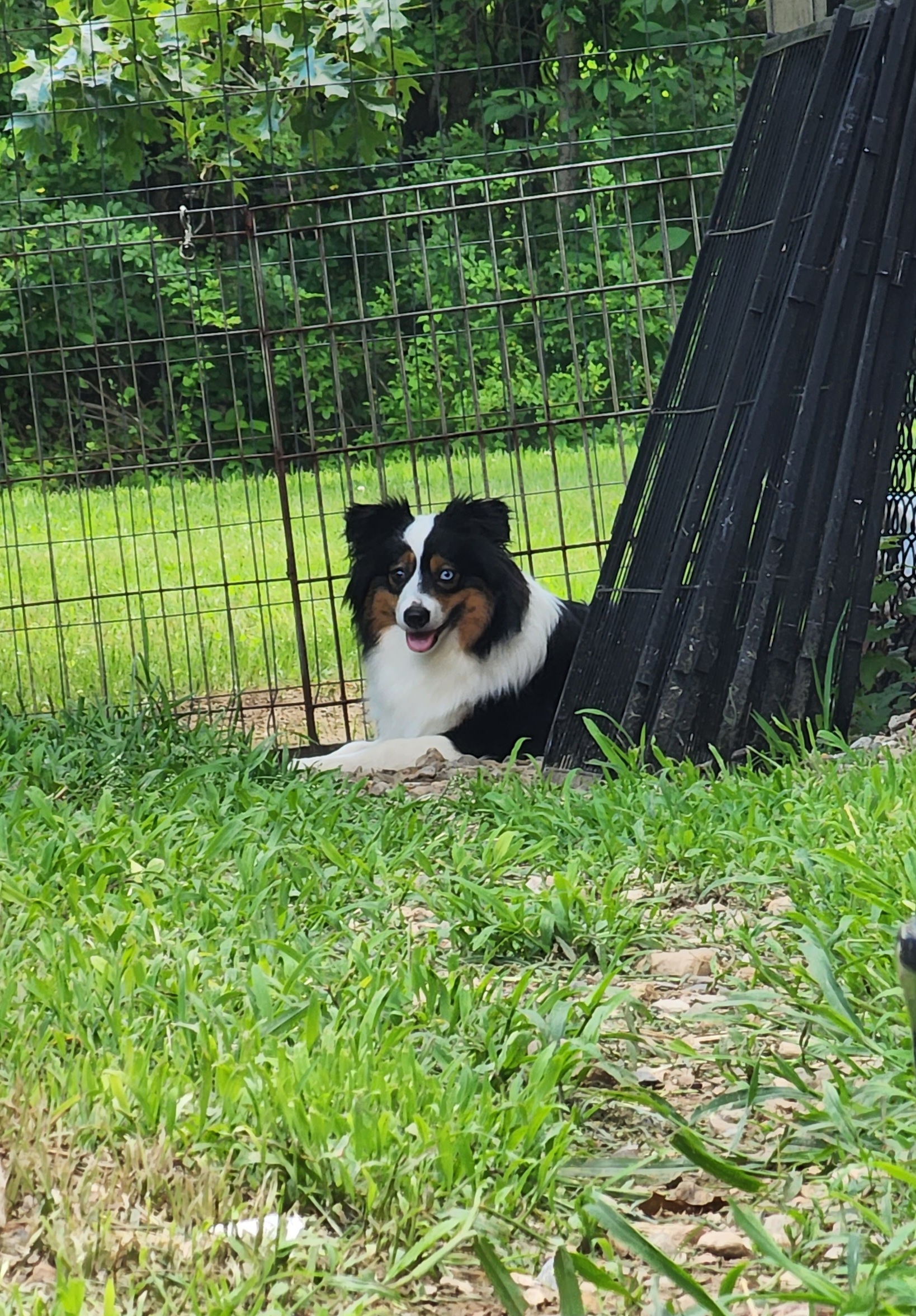 Miniature American Shepherd Puppies from Sterling Acres