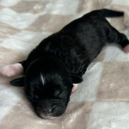Black Male - Black and white male Shihpoo puppy in Asheboro, North Carolina from Southern Bred Pups