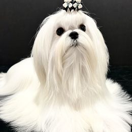 Drama - Maltese